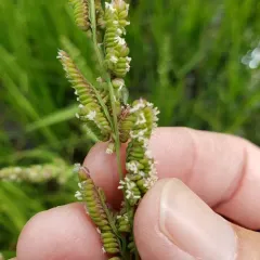 american slough grass thumbnail 4