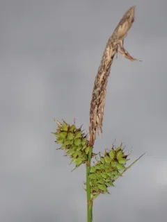 velvet sedge thumbnail 2