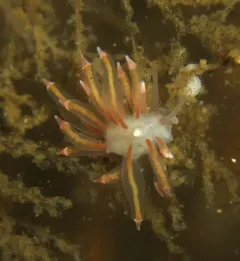 San Juan Aeolid thumbnail 2