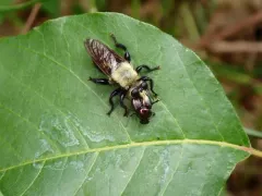 Laphria virginica thumbnail 2