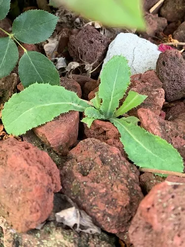 Mexican Culantro