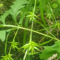 northern long sedge thumbnail 3