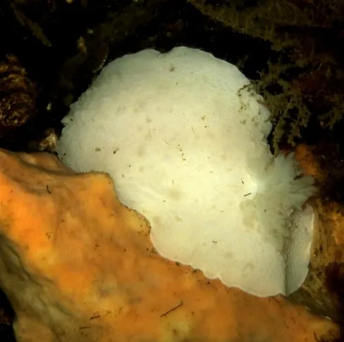 Odhner's Dorid