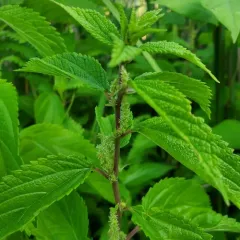 false nettle thumbnail 3