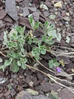Lemmon's rockcress thumbnail 3