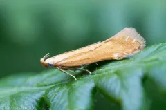Monochroa placidella thumbnail 3
