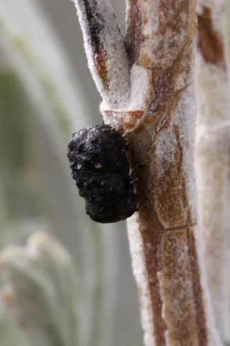Exema conspersa