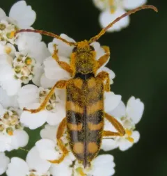 Xestoleptura crassicornis thumbnail 2