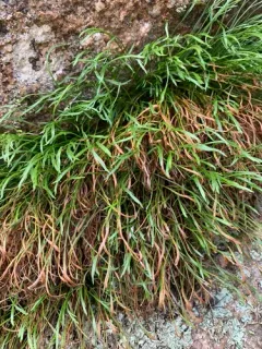 northern spleenwort thumbnail 3