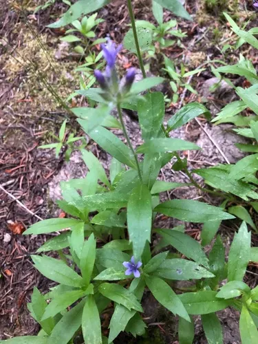 Mount Mazama collomia