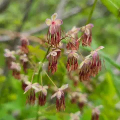 Western Meadow-rue thumbnail 3
