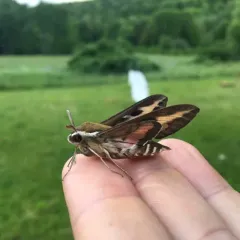 Bedstraw Hawkmoth thumbnail 3