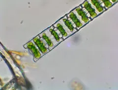 Desmidium baileyi thumbnail 2