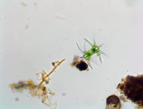 Staurastrum ophiura