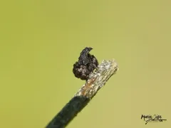 Canada Case-bearing Leaf Beetle thumbnail 2