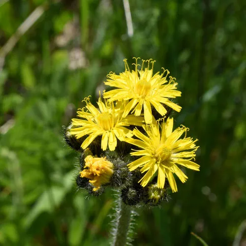 meadow hawkweed