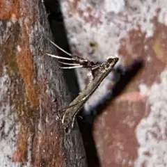 Sumac Leaf Blotch Miner Moth thumbnail 1