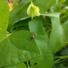 Oak Long-horned Beetle thumbnail 3