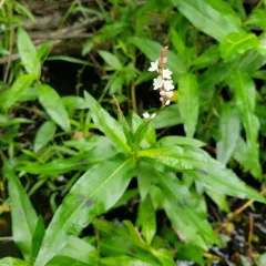 swamp smartweed thumbnail 2