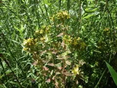 Square Stemmed Saint John's Wort thumbnail 3