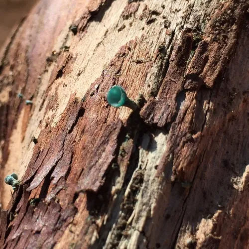 Green Wood Cup