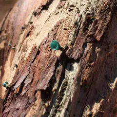 Green Wood Cup thumbnail 1