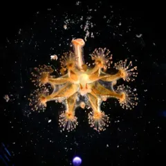 Haliclystus sanjuanensis thumbnail 2