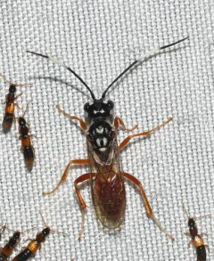 Orthogonalys pulchella thumbnail 3