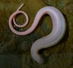 Rat-tailed Fusiform Sea Cucumber thumbnail 2