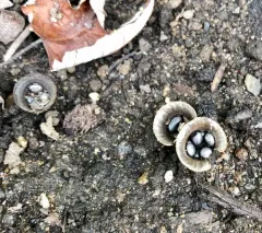 field bird's nest fungus thumbnail 2