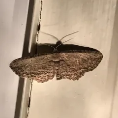 Brown Bark Carpet Moth thumbnail 2