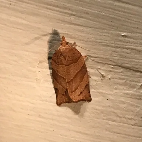 Woodgrain Leafroller Moth