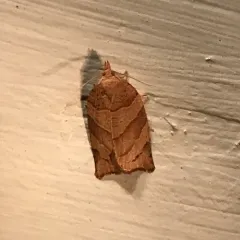 Woodgrain Leafroller Moth thumbnail 1