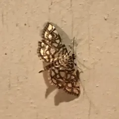 Bog Lygropia Moth thumbnail 2