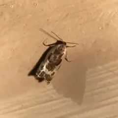 Little Cloud Ancylis Moth thumbnail 2