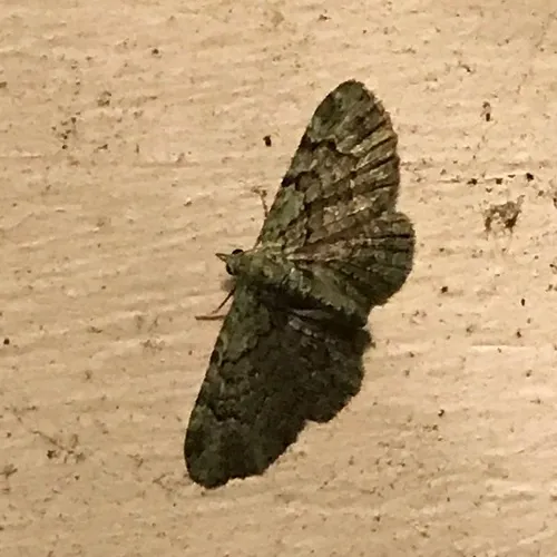 Green Pug