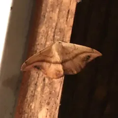 Juniper Geometer Moth thumbnail 2