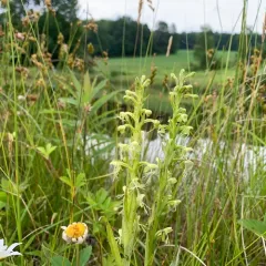 ragged fringed orchid thumbnail 2