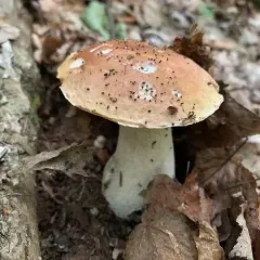 King Bolete thumbnail 3
