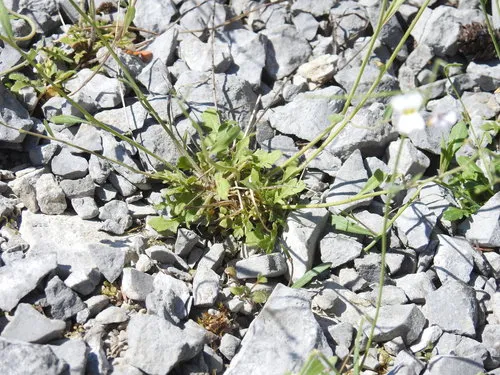 Sand Rock-cress