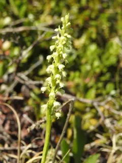 vanilla-scent bogorchid thumbnail 2