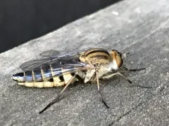 Thereva frontalis thumbnail 3