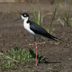 Black-necked Stilt thumbnail 3