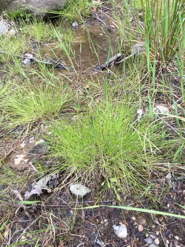 Bristle-leaf Bulrush