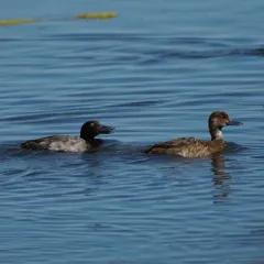 Lesser Scaup thumbnail 3