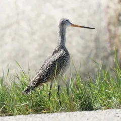 Marbled Godwit thumbnail 3