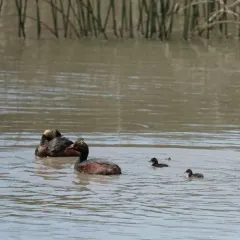 Eared Grebe thumbnail 3