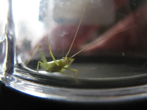 Prairie Tree Cricket