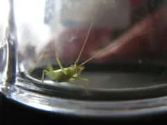 Prairie Tree Cricket thumbnail 1