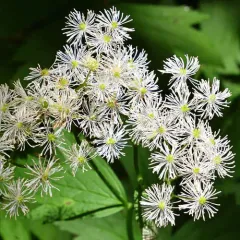 Carolina bugbane thumbnail 3
